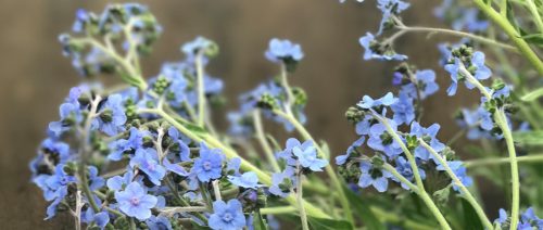 forget-me-nots at LynnVale Studios